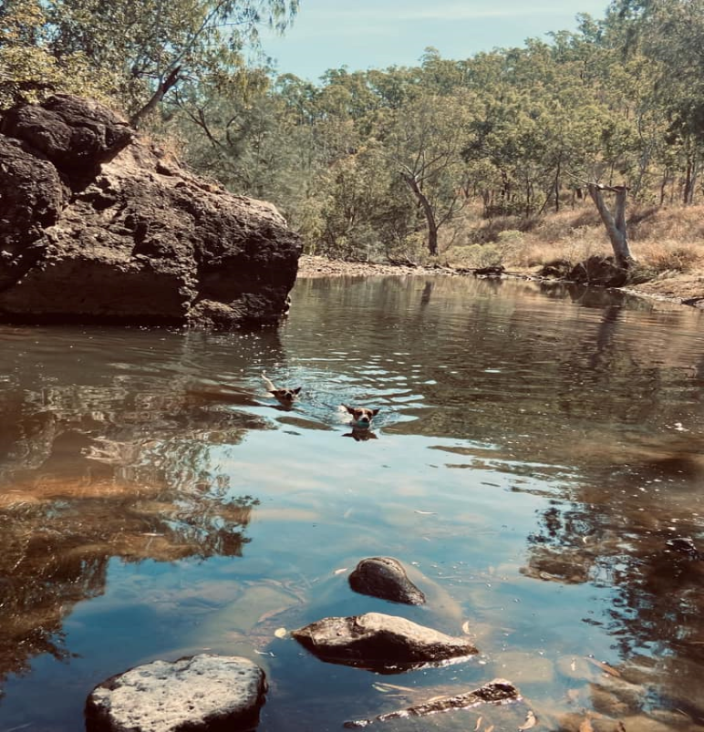 Dogs in the creek